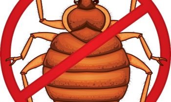 Don’t Let the Bed Bugs Bite!