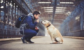What Can We Learn from a Dog-Whisperer?