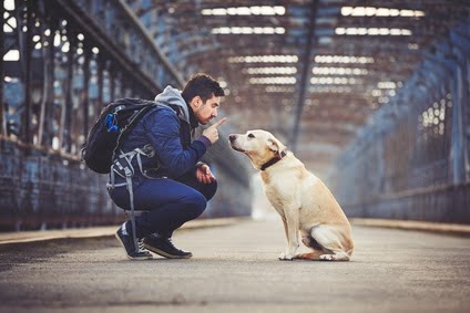 Man Training Dog