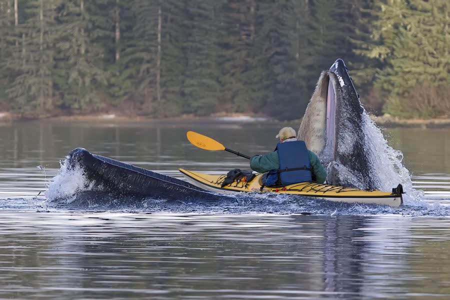 Man in Kayak paddling through jaws of whale
