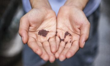 Harvesting Faith in Our Grandchildren