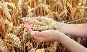 Are you Sowing Seeds of Prayer?