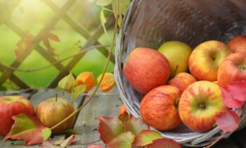 Jesus is Lord of the Harvest